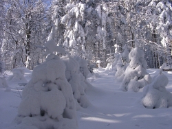 Winterwald